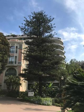 The Heritage Trees Trail